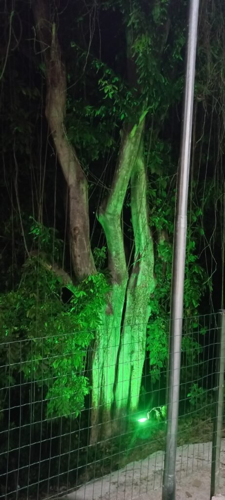 A imagem demonstra um refletor verde forte iluminando uma arvore em um beiral